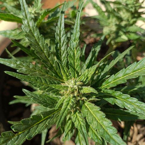The plant 01 growlog timeline photo