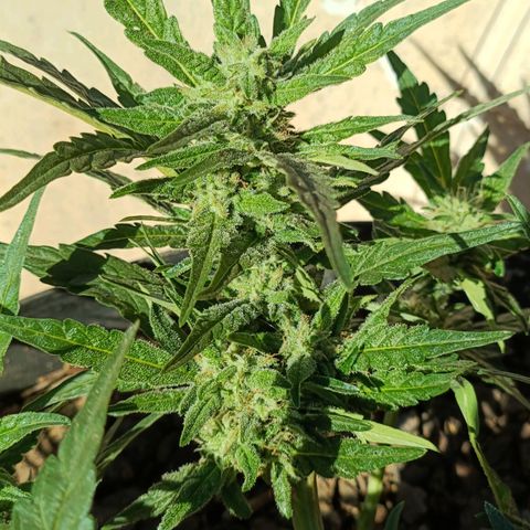 The plant 01 growlog timeline photo