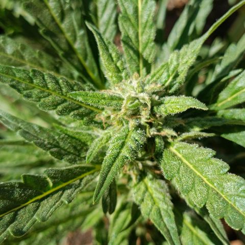 The plant 01 growlog timeline photo