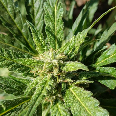 The plant 01 growlog timeline photo