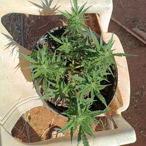 The plant 01 growlog timeline photo