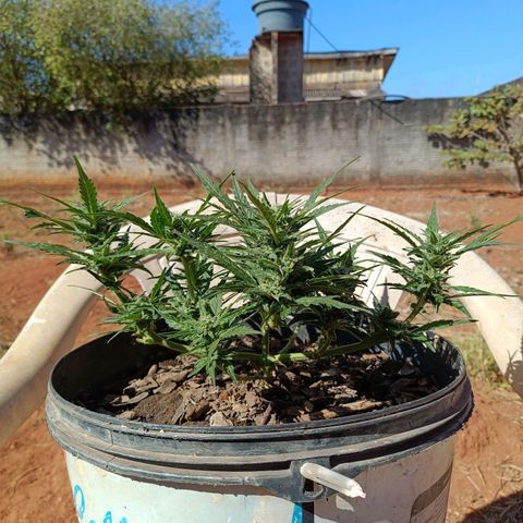The plant 01 growlog timeline photo