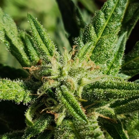 The plant 01 growlog timeline photo
