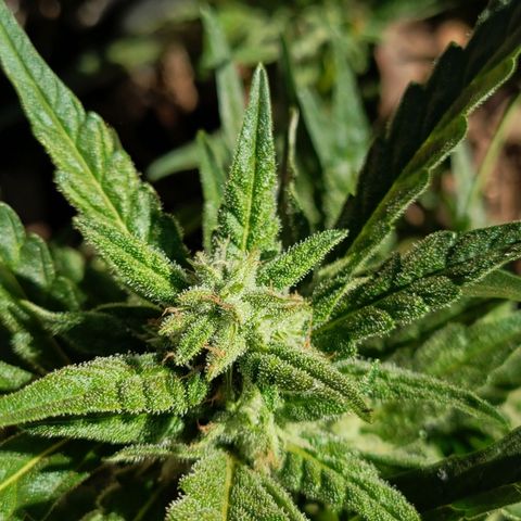 The plant 01 growlog timeline photo