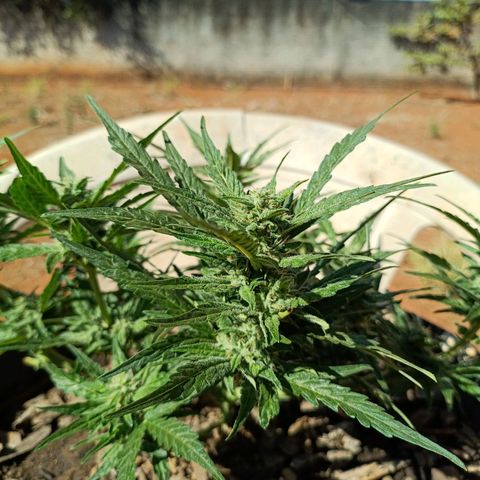 The plant 01 growlog timeline photo