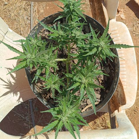 The plant 01 growlog timeline photo