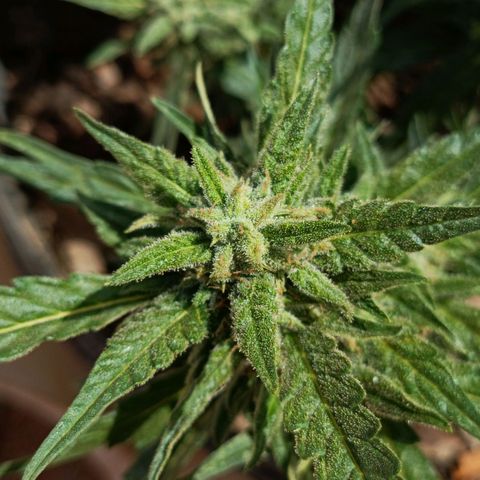 The plant 01 growlog timeline photo