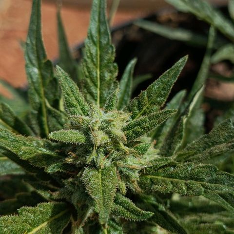 The plant 01 growlog timeline photo
