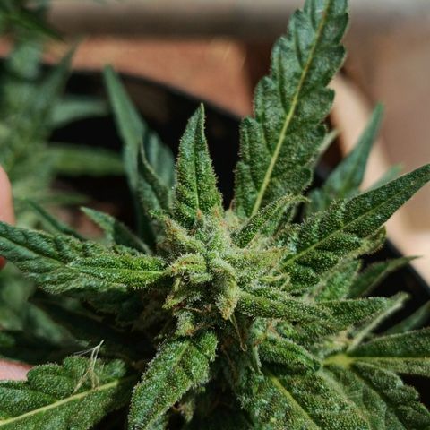 The plant 01 growlog timeline photo