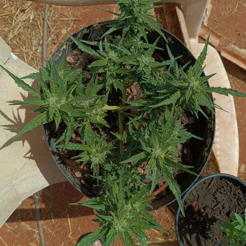 The plant 01 growlog timeline photo