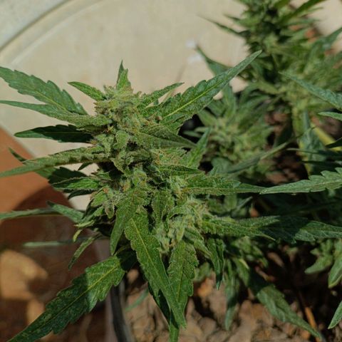 The plant 01 growlog timeline photo
