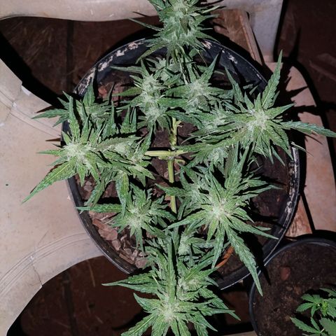 The plant 01 growlog timeline photo