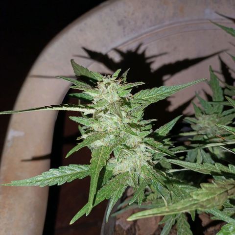 The plant 01 growlog timeline photo