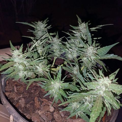 The plant 01 growlog timeline photo