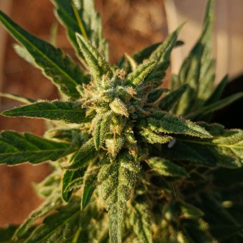 The plant 01 growlog timeline photo