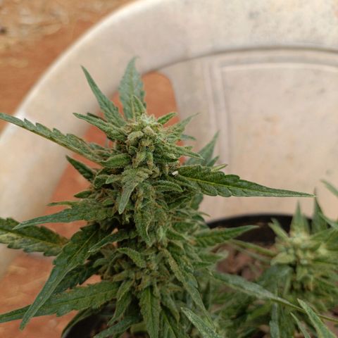 The plant 01 growlog timeline photo