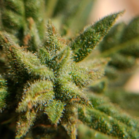 The plant 01 growlog timeline photo