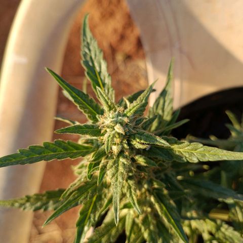 The plant 01 growlog timeline photo