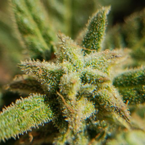The plant 01 growlog timeline photo