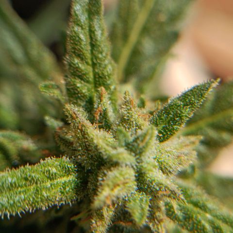 The plant 01 growlog timeline photo