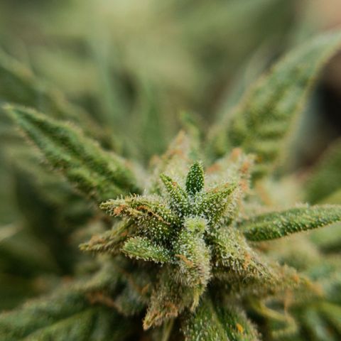 The plant 01 growlog timeline photo