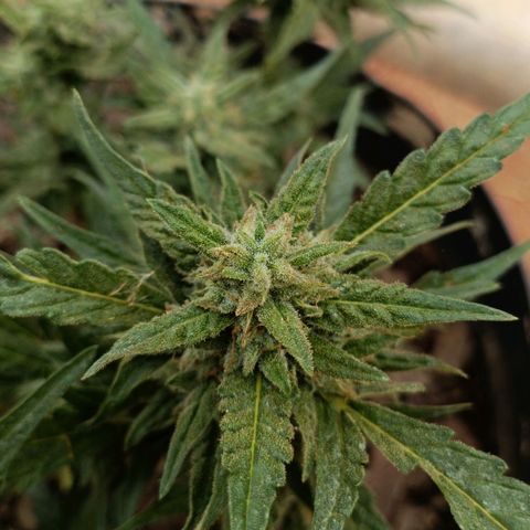 The plant 01 growlog timeline photo