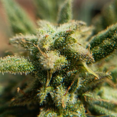 The plant 01 growlog timeline photo