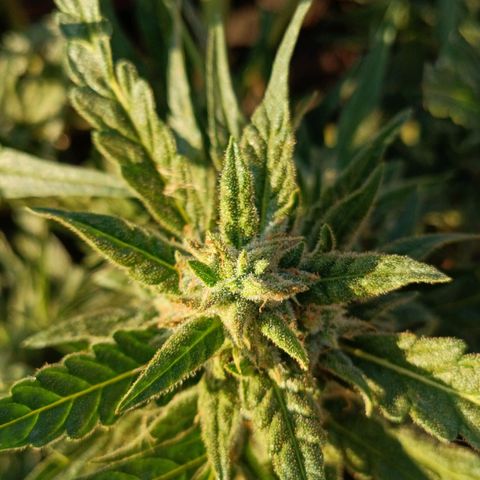 The plant 01 growlog timeline photo