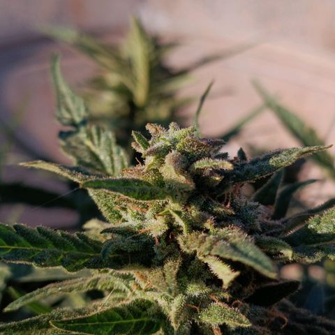 The plant 01 growlog timeline photo