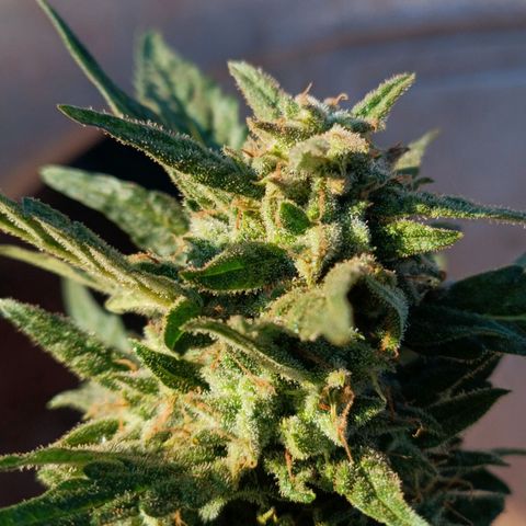 The plant 01 growlog timeline photo