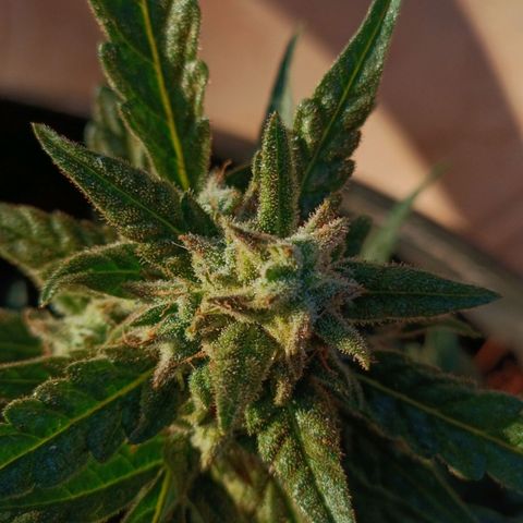 The plant 01 growlog timeline photo