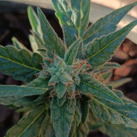 The plant 01 growlog timeline photo