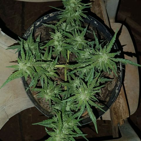 The plant 01 growlog timeline photo