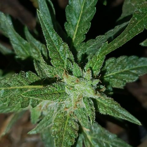 The plant 01 growlog timeline photo