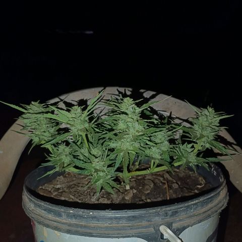 The plant 01 growlog timeline photo