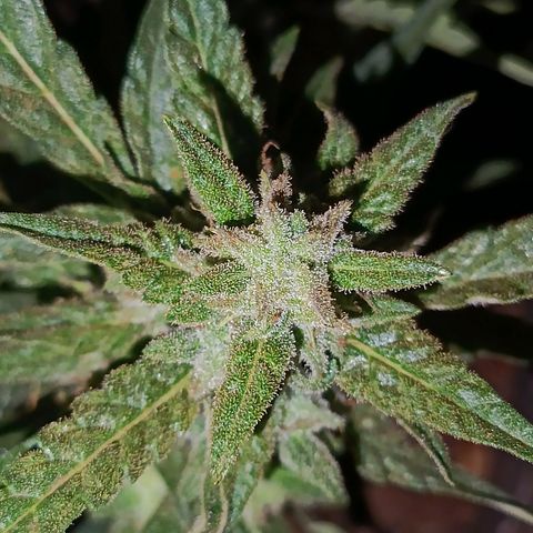 The plant 01 growlog timeline photo