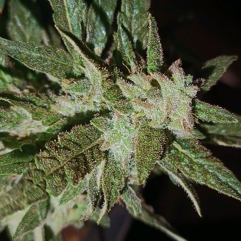 The plant 01 growlog timeline photo