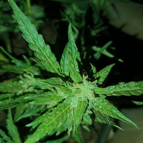 The plant 01 growlog timeline photo
