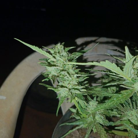 The plant 01 growlog timeline photo