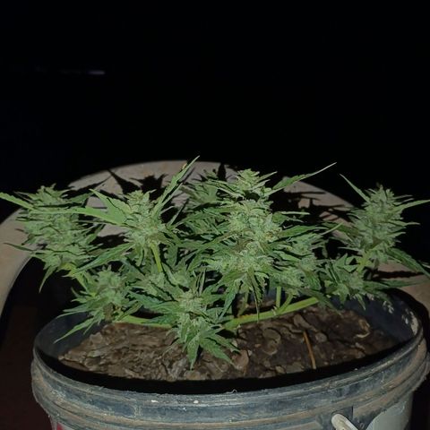 The plant 01 growlog timeline photo