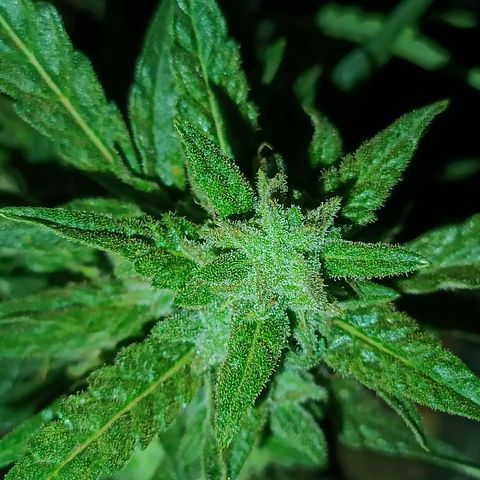 The plant 01 growlog timeline photo