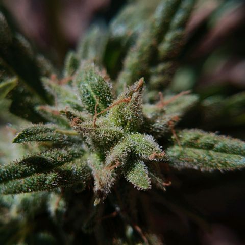 The plant 01 growlog timeline photo