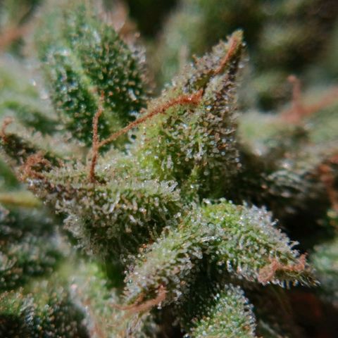 The plant 01 growlog timeline photo