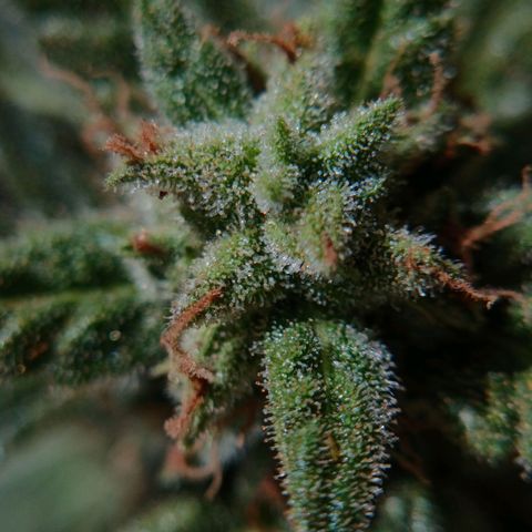 The plant 01 growlog timeline photo
