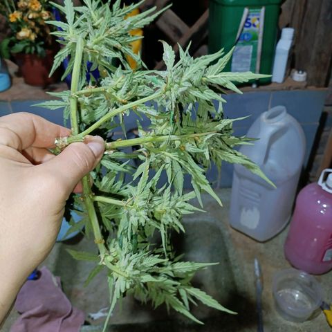 The plant 01 growlog timeline photo