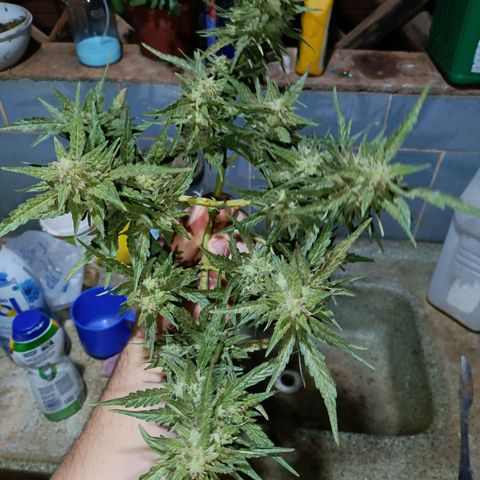 The plant 01 growlog timeline photo