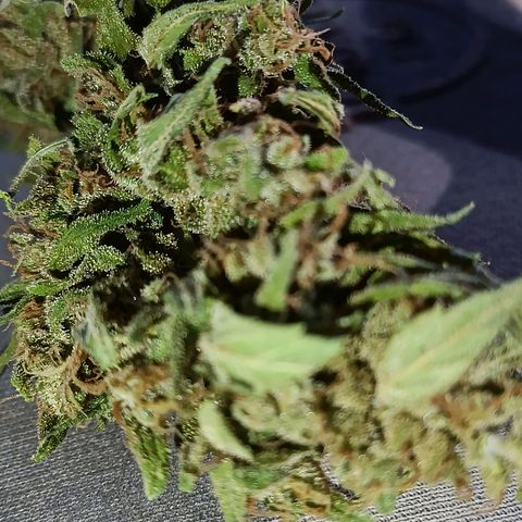 The plant 01 growlog timeline photo