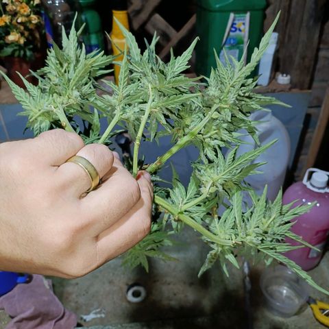 The plant 01 growlog timeline photo