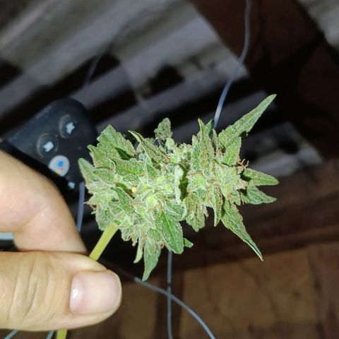 The plant 01 growlog timeline photo