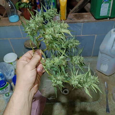 The plant 01 growlog timeline photo